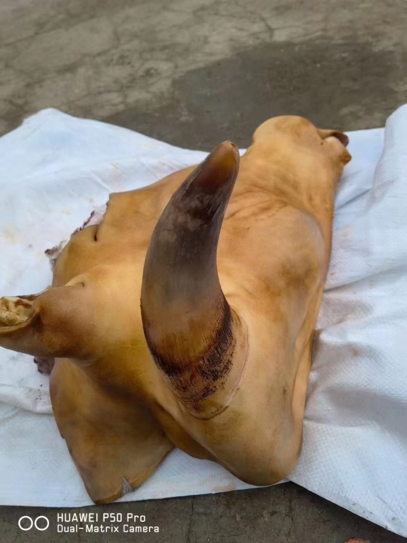火烧牛头黄牛头火烧去毛育肥牛头需要的可以联系