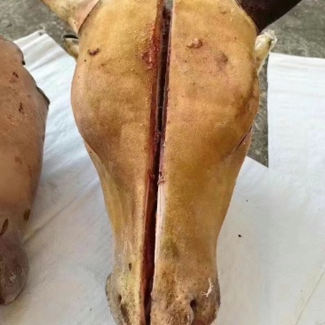火烧牛头黄牛头火烧去毛育肥牛头需要的可以联系