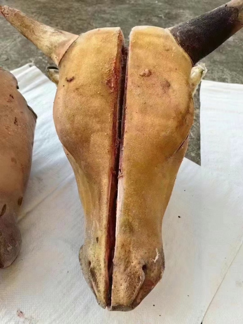 火烧牛头黄牛头火烧去毛育肥牛头需要的可以联系