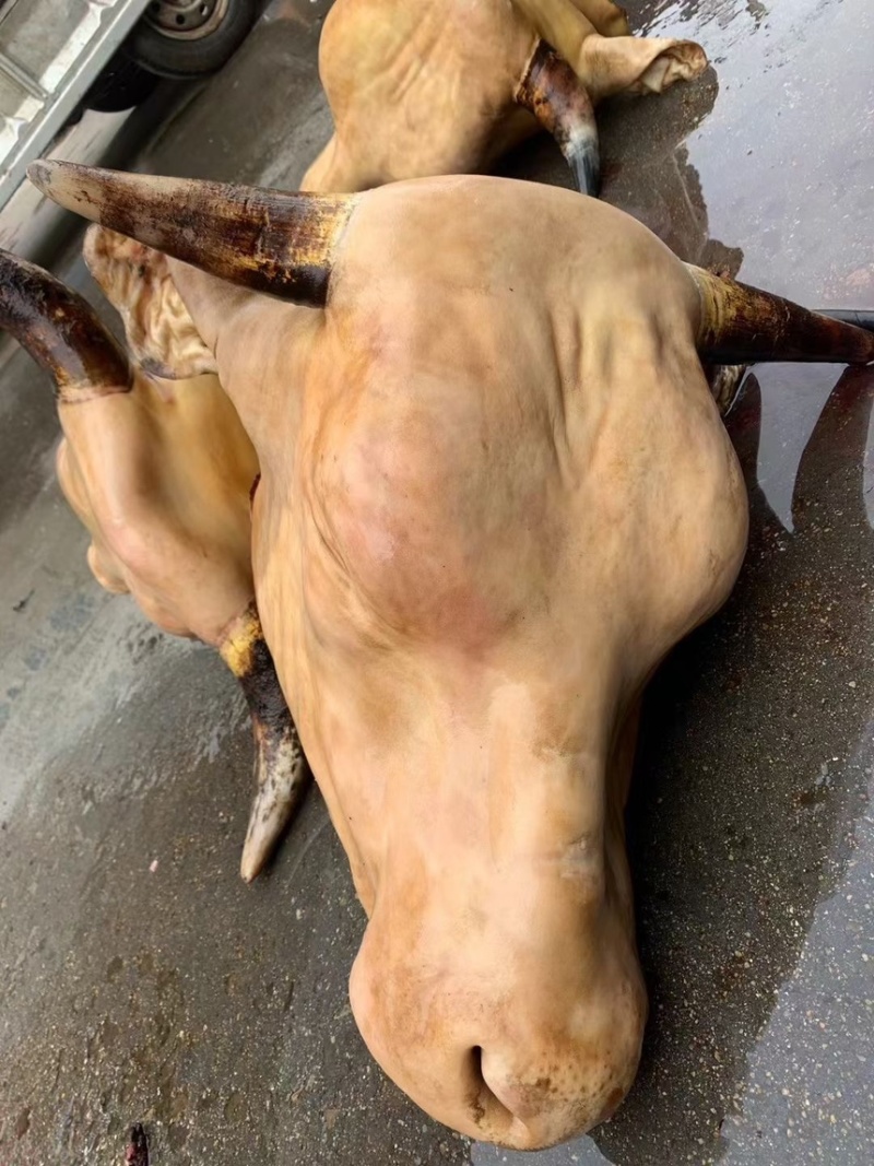 火烧牛头黄牛头火烧去毛育肥牛头需要的可以联系
