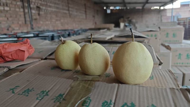 山西酥梨大量供应保质保量对接各大市场量大从优价格美丽