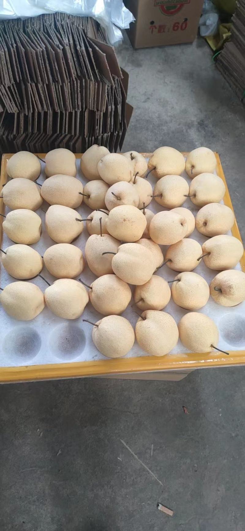 山西酥梨大量供应保质保量对接各大市场量大从优价格美丽