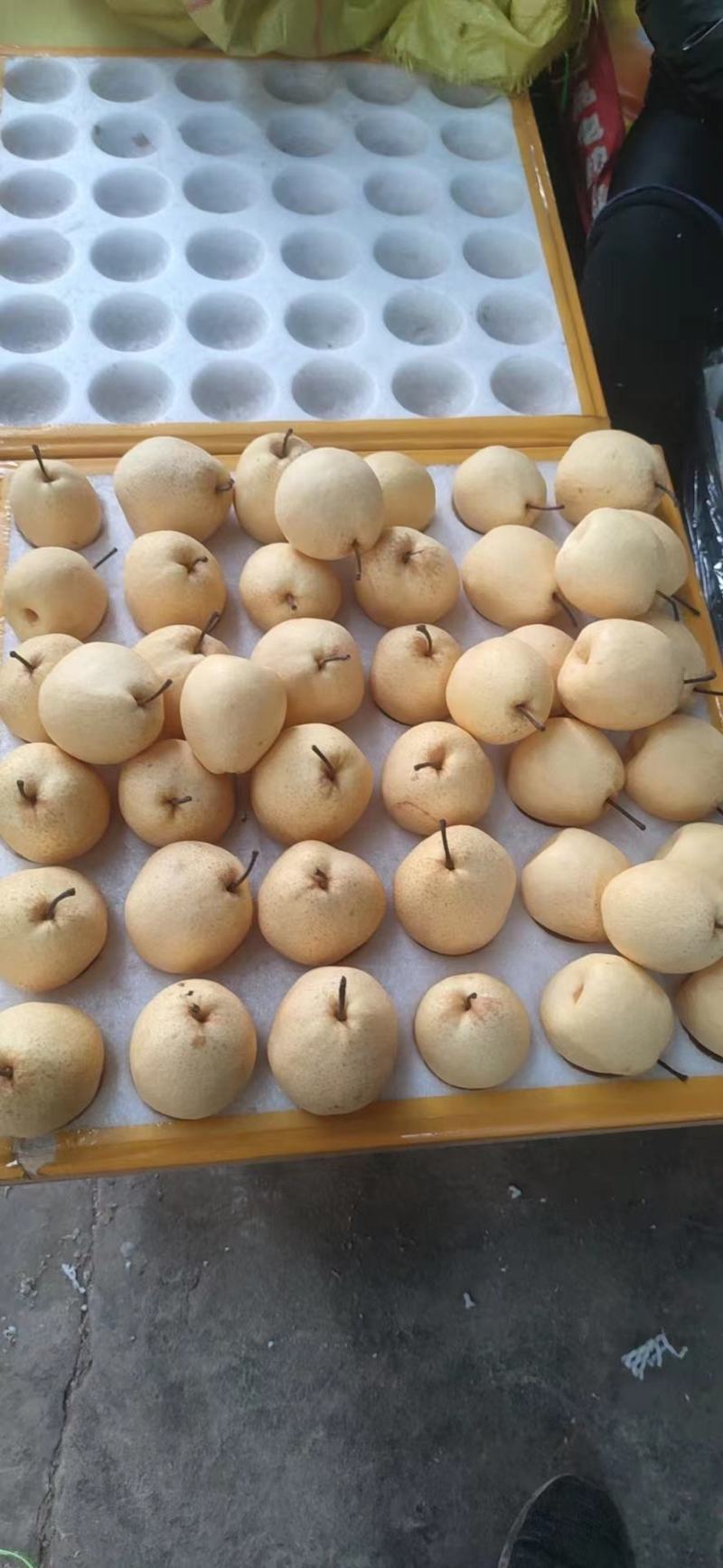 山西酥梨大量供应保质保量对接各大市场量大从优价格美丽