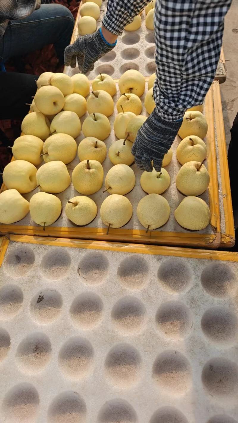 山西酥梨大量供应保质保量对接各大市场量大从优价格美丽