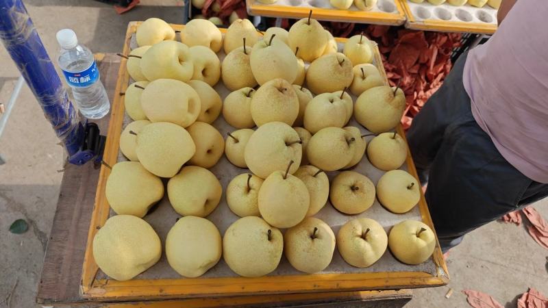山西酥梨大量供应保质保量对接各大市场量大从优价格美丽