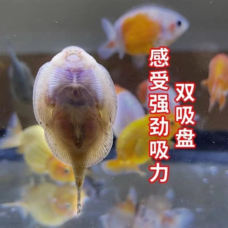贵爬鱼鱼缸沼泽垃圾的清理大师
