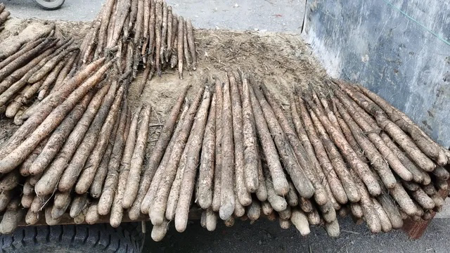 农贸市场中摆放整齐的新鲜山药,摊主正在整理货物,顾客正在挑选 山药市场销售场景