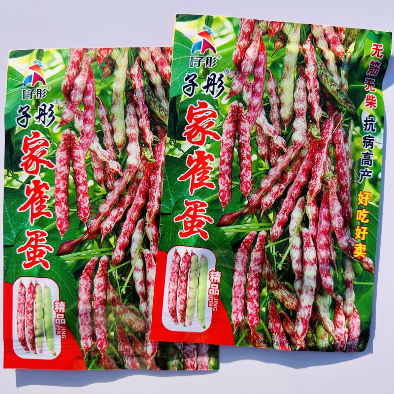正宗家雀蛋豆角种子早熟鼓豆嘎嘎面油豆角种子小红鱼豆角种子