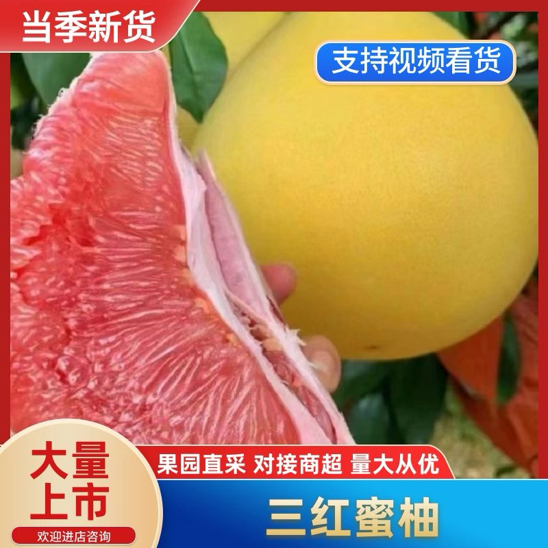 【绵阳】王炸套袋三红蜜柚大量上市保质保量诚信经营