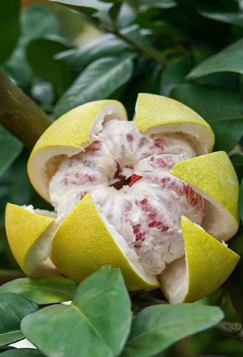 【绵阳】王炸套袋三红蜜柚大量上市保质保量诚信经营