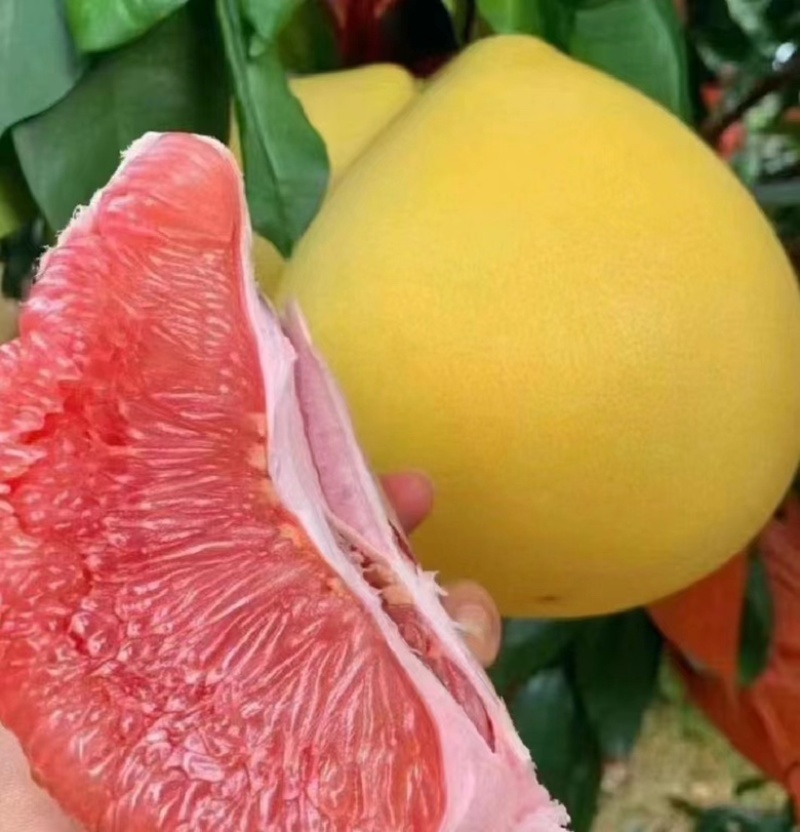【绵阳】王炸套袋三红蜜柚大量上市保质保量诚信经营