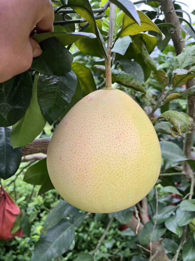 【绵阳】王炸套袋三红蜜柚大量上市保质保量诚信经营