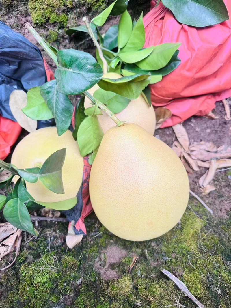 【绵阳】王炸套袋三红蜜柚大量上市保质保量诚信经营