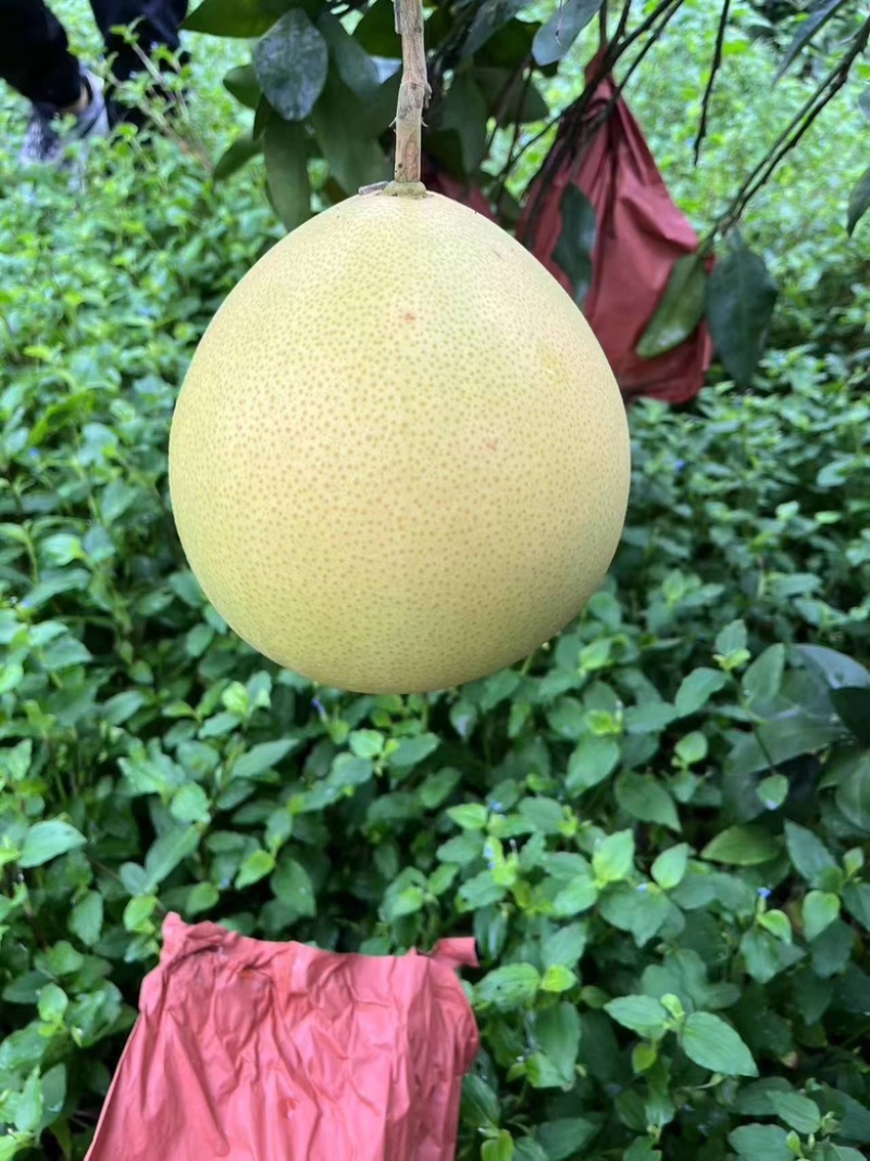 【绵阳】王炸套袋三红蜜柚大量上市保质保量诚信经营