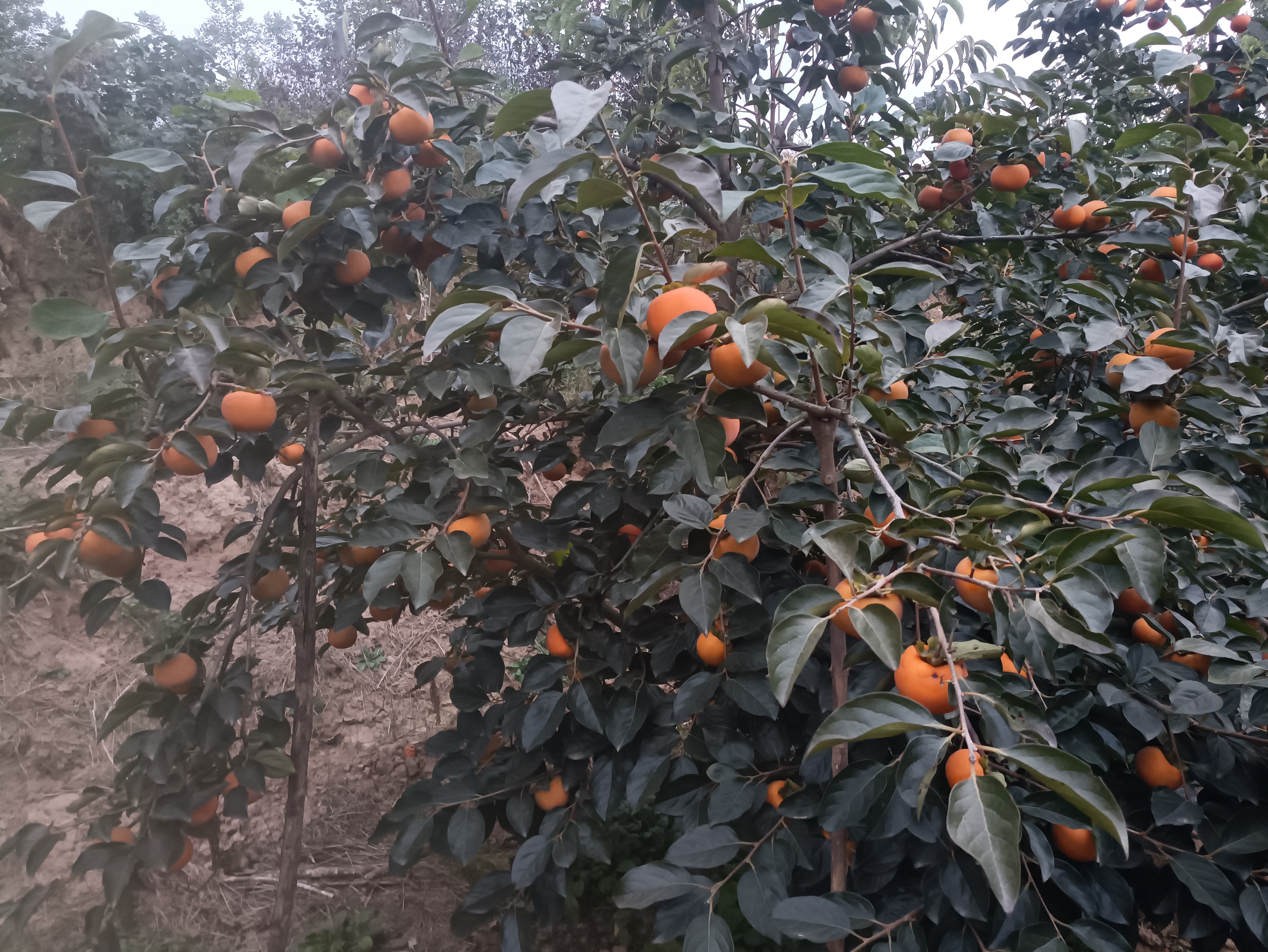 甜宝柿果园实景图