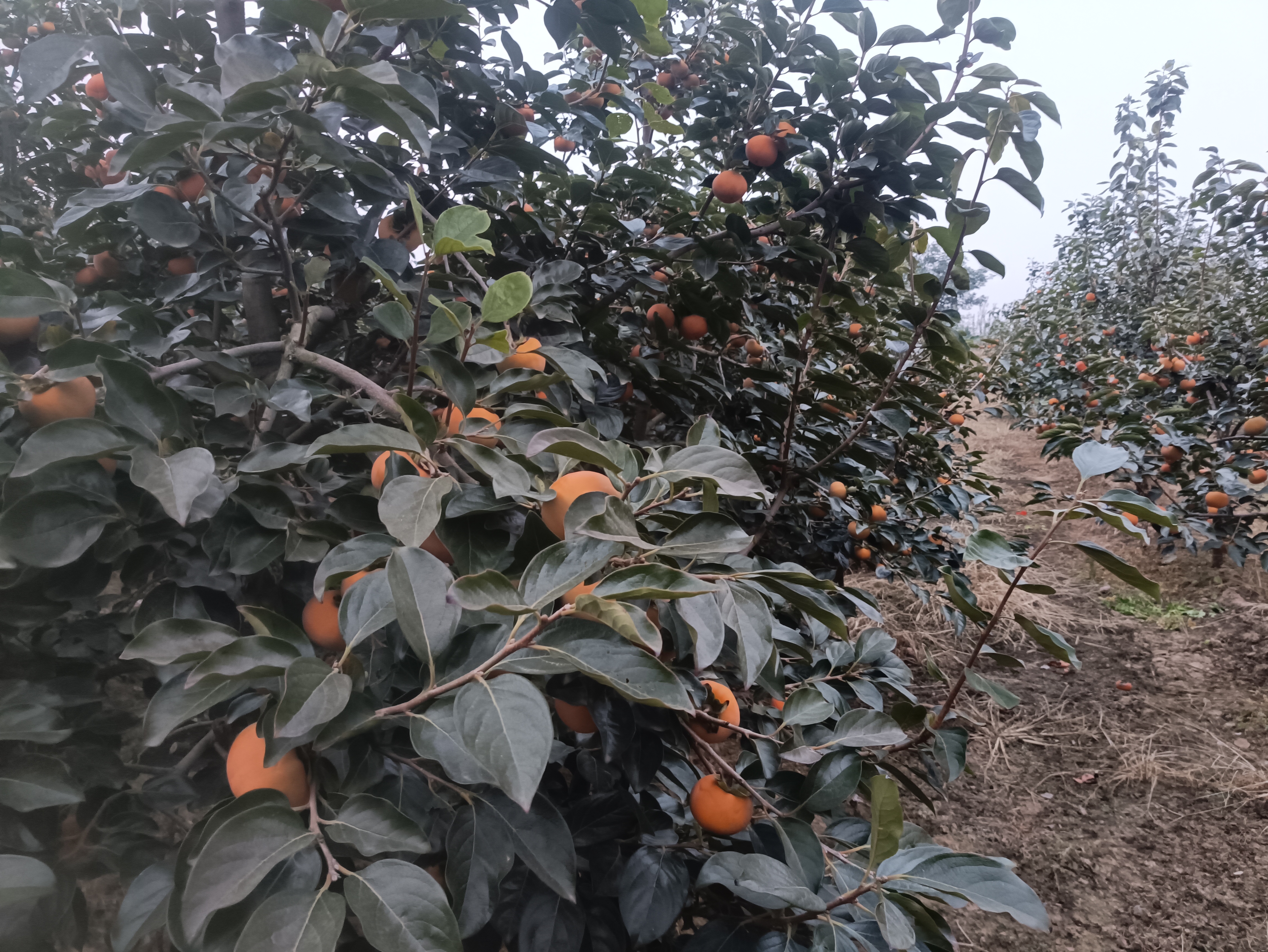 太秋脆柿礼盒与切片展示