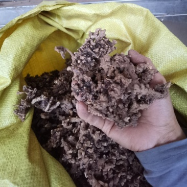 淫羊藿根子干货，仙灵脾5斤起包邮