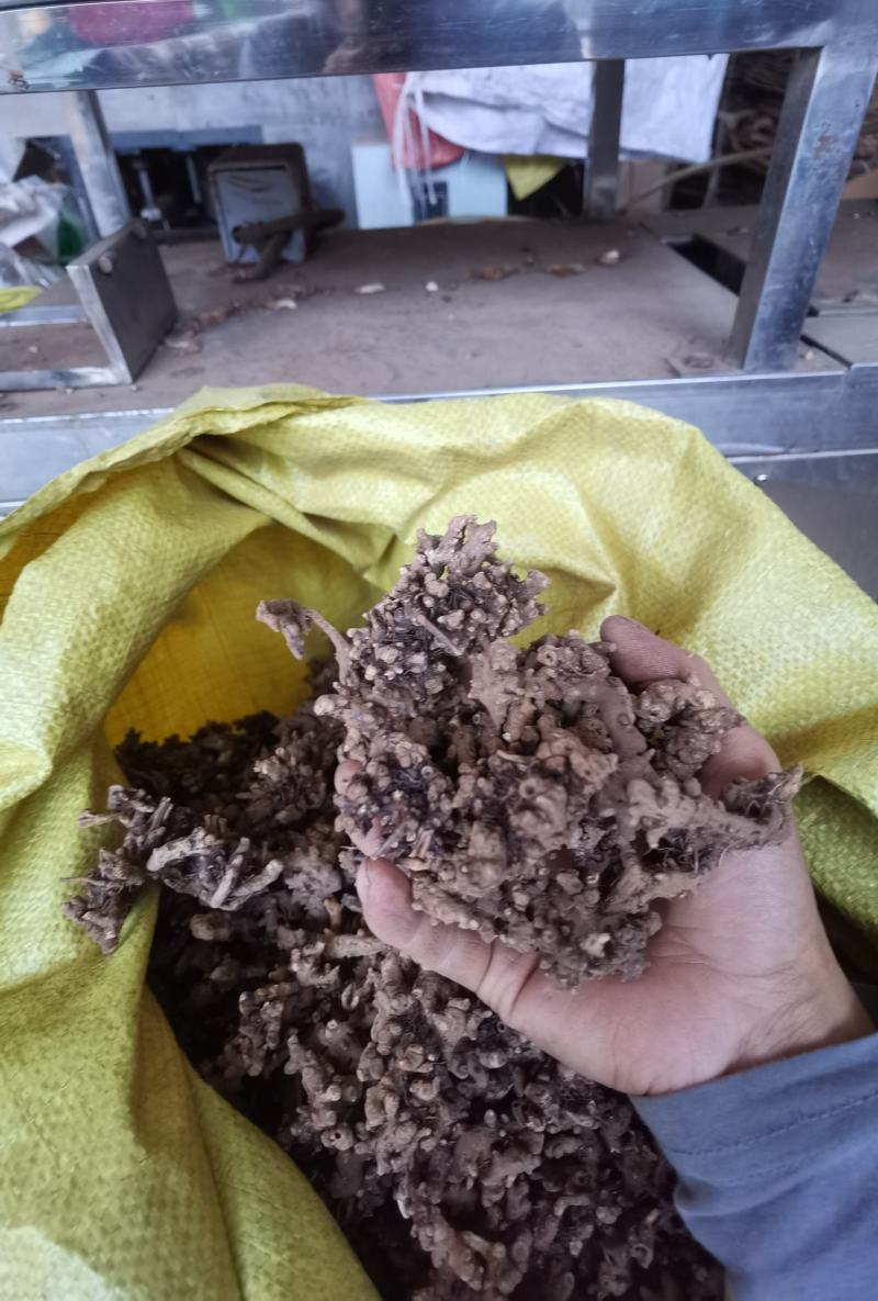 淫羊藿根子干货，仙灵脾5斤起包邮