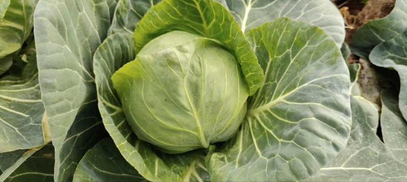 高清特写镜头下的成熟圆包菜全貌:球形端正、叶片层层叠压、外叶深绿硬挺、表面覆盖均匀灰白色蜡粉,体现其典型的结球紧实性与抗逆包菜特点 圆包菜整体外观特写:一颗新鲜饱满的绿色圆包菜置于木质砧板上,外叶完整紧裹,表皮光滑微泛蜡质光泽,顶部略带浅色芯芽,背景虚化突出球体轮廓