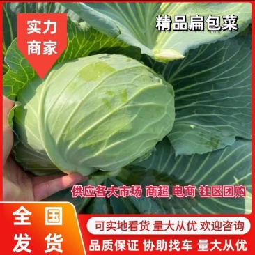 【赤峰】京丰扁包菜大量上市/产地直发/质量保证