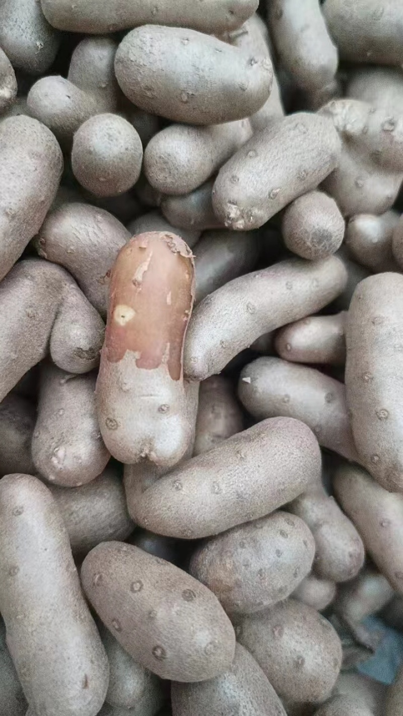 【推荐】小白嘴山药豆手捡大豆可视频看货产地直发