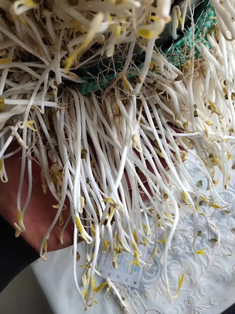 东北绿豆吉林绿豆量大从优