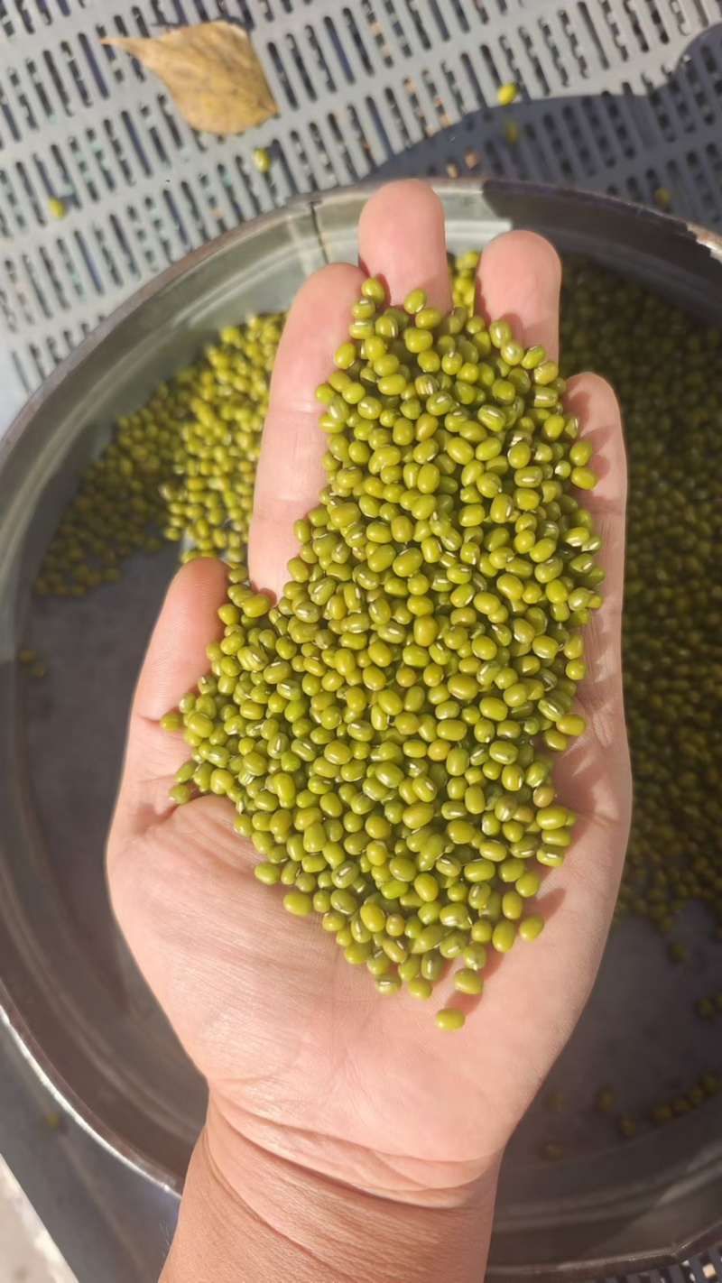 东北绿豆吉林绿豆量大从优