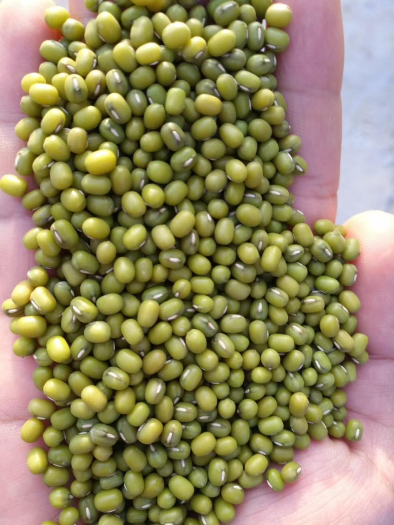 东北绿豆吉林绿豆量大从优