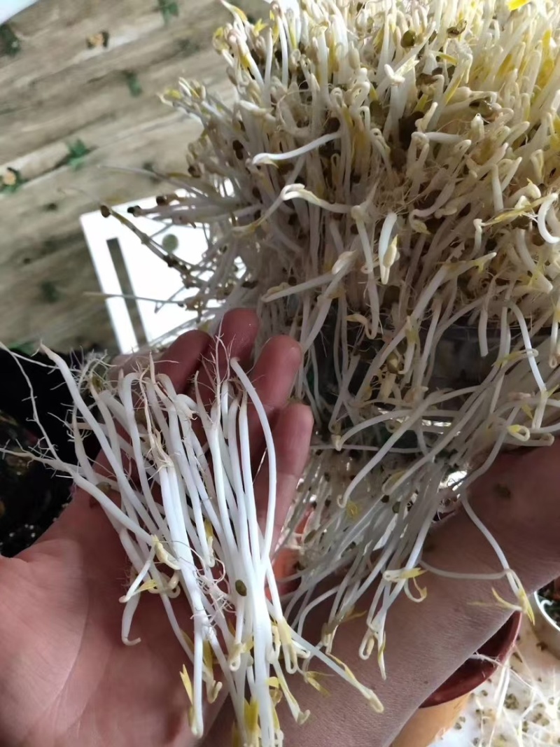 东北绿豆吉林绿豆量大从优