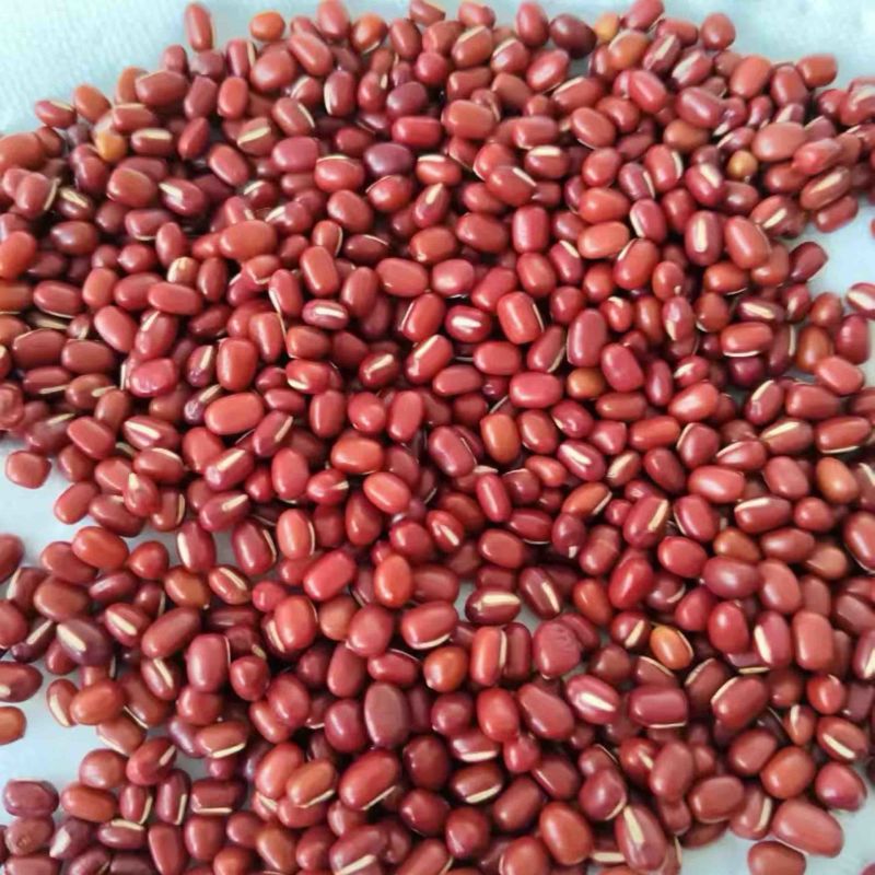 东北珍珠红红豆精挑细选品质保障整车发货