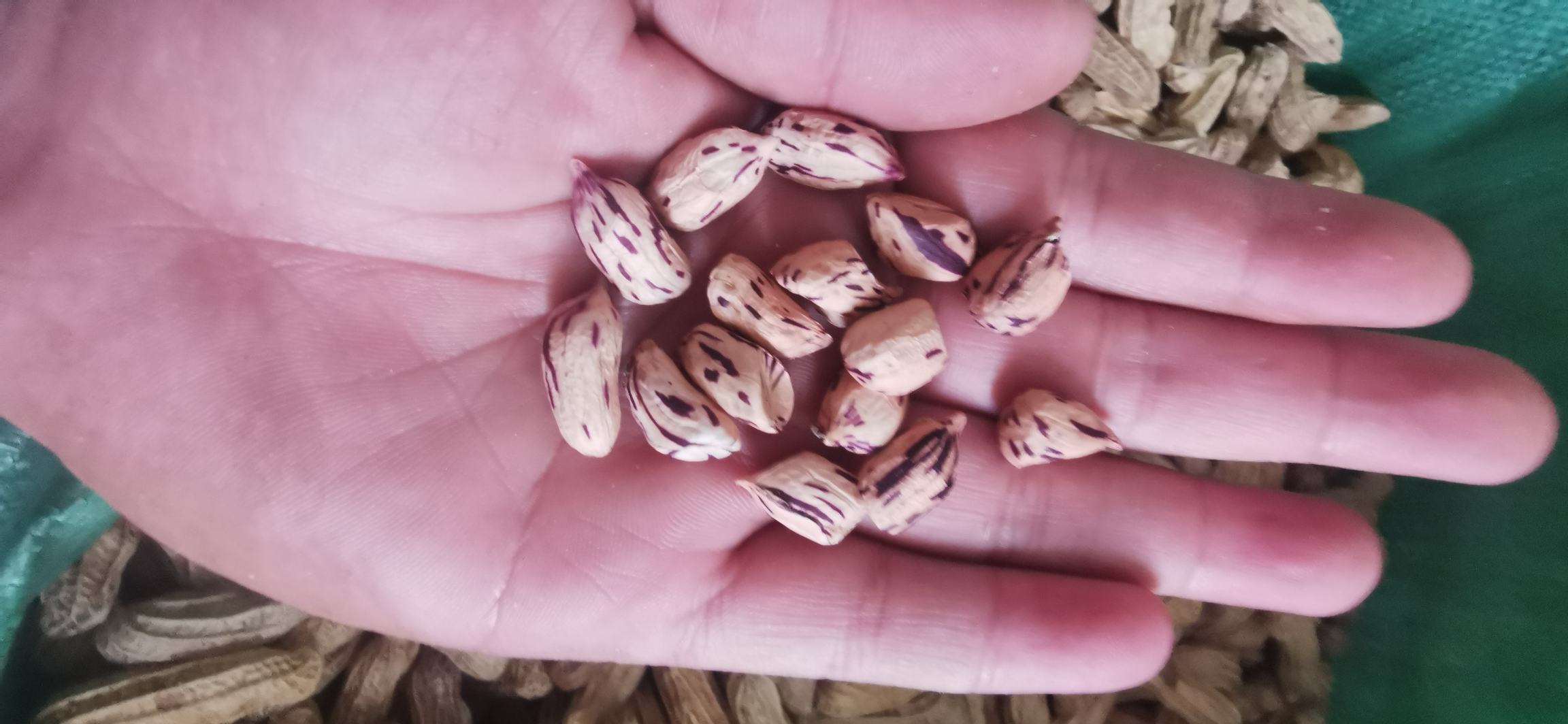 一位女性手持苹果与坚果组合的健康零食画面