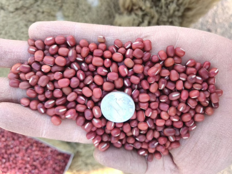 东北珍珠红红豆精挑细选品质保障整车发货