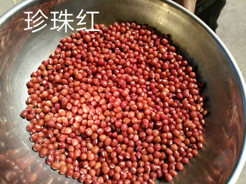 东北珍珠红红豆精挑细选品质保障整车发货