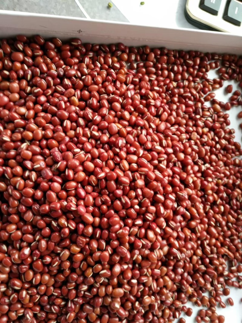 东北珍珠红红豆精挑细选品质保障整车发货