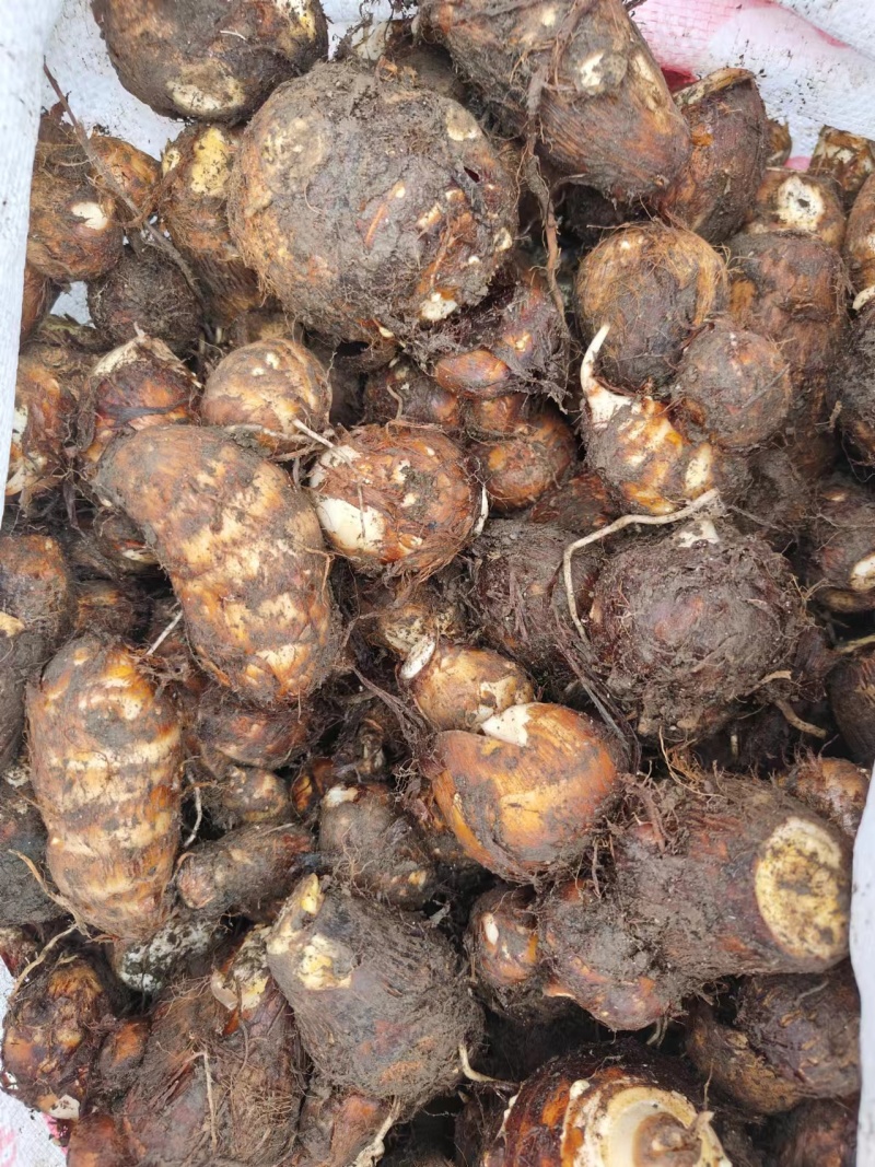白芋儿，基地出货