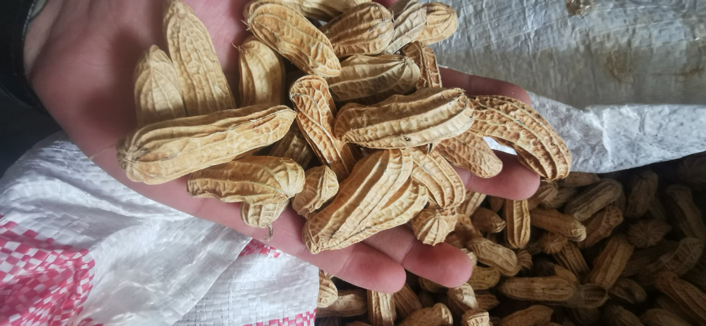 黑色花生食品加工场景图