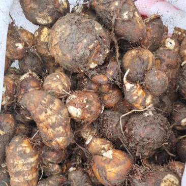 白芋儿，基地出货