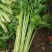【文图拉芹菜】潍坊诸城芹菜自家大棚一手价按需求分拣打包