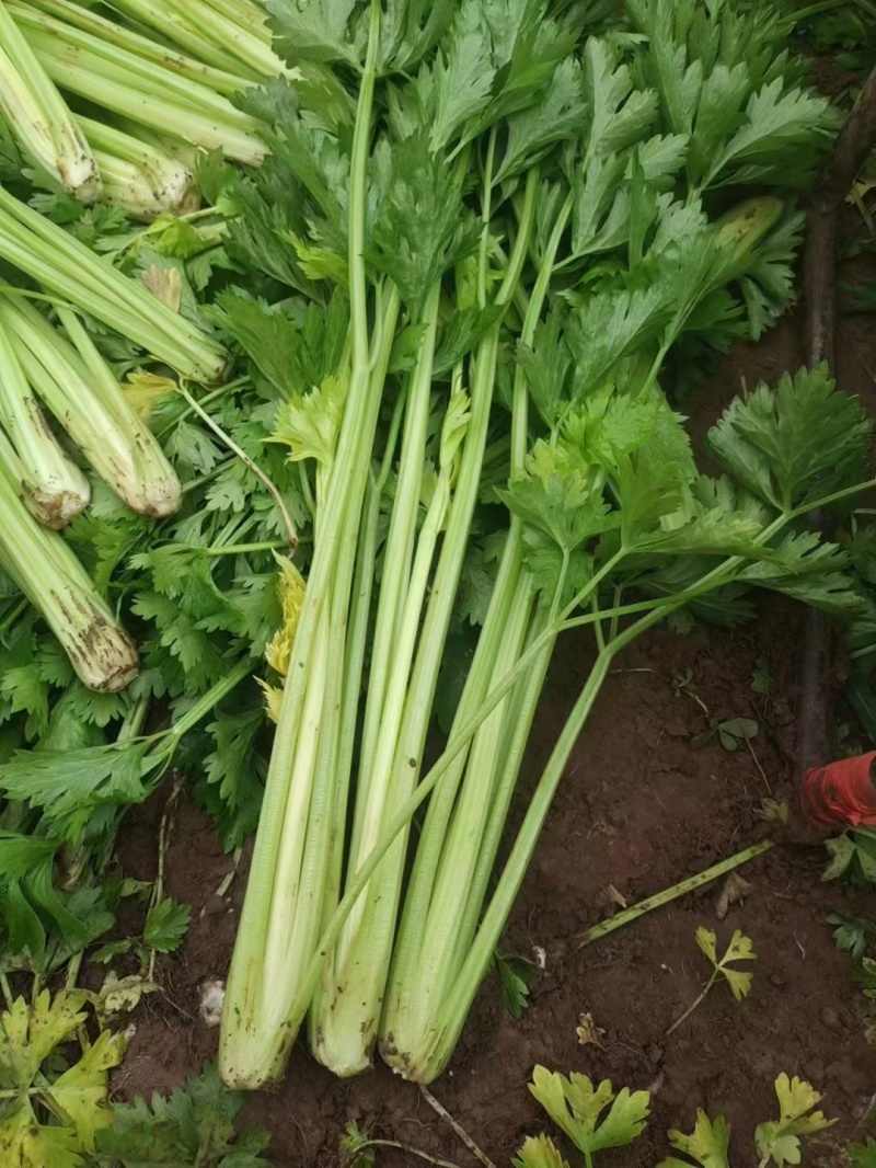 【文图拉芹菜】潍坊诸城芹菜自家大棚一手价按需求分拣打包