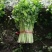 【文图拉芹菜】潍坊诸城芹菜自家大棚一手价按需求分拣打包