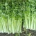 【文图拉芹菜】潍坊诸城芹菜自家大棚一手价按需求分拣打包