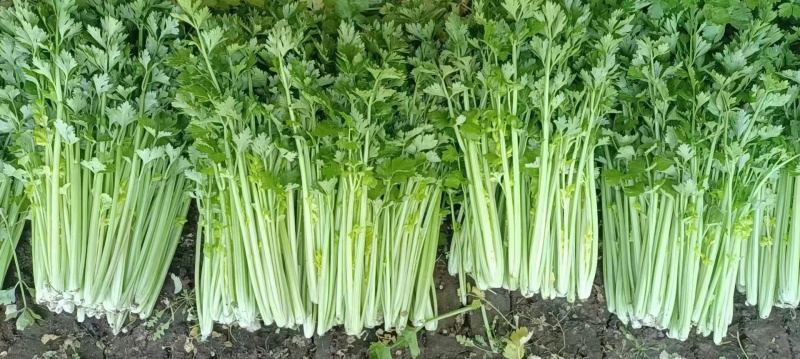 【文图拉芹菜】潍坊诸城芹菜自家大棚一手价按需求分拣打包