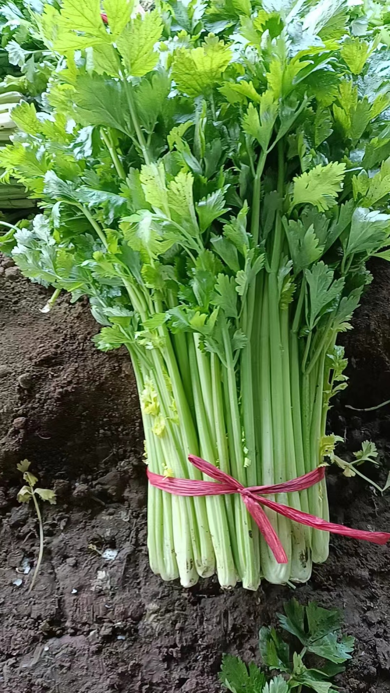 【文图拉芹菜】潍坊诸城芹菜自家大棚一手价按需求分拣打包