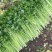 【文图拉芹菜】潍坊诸城芹菜自家大棚一手价按需求分拣打包