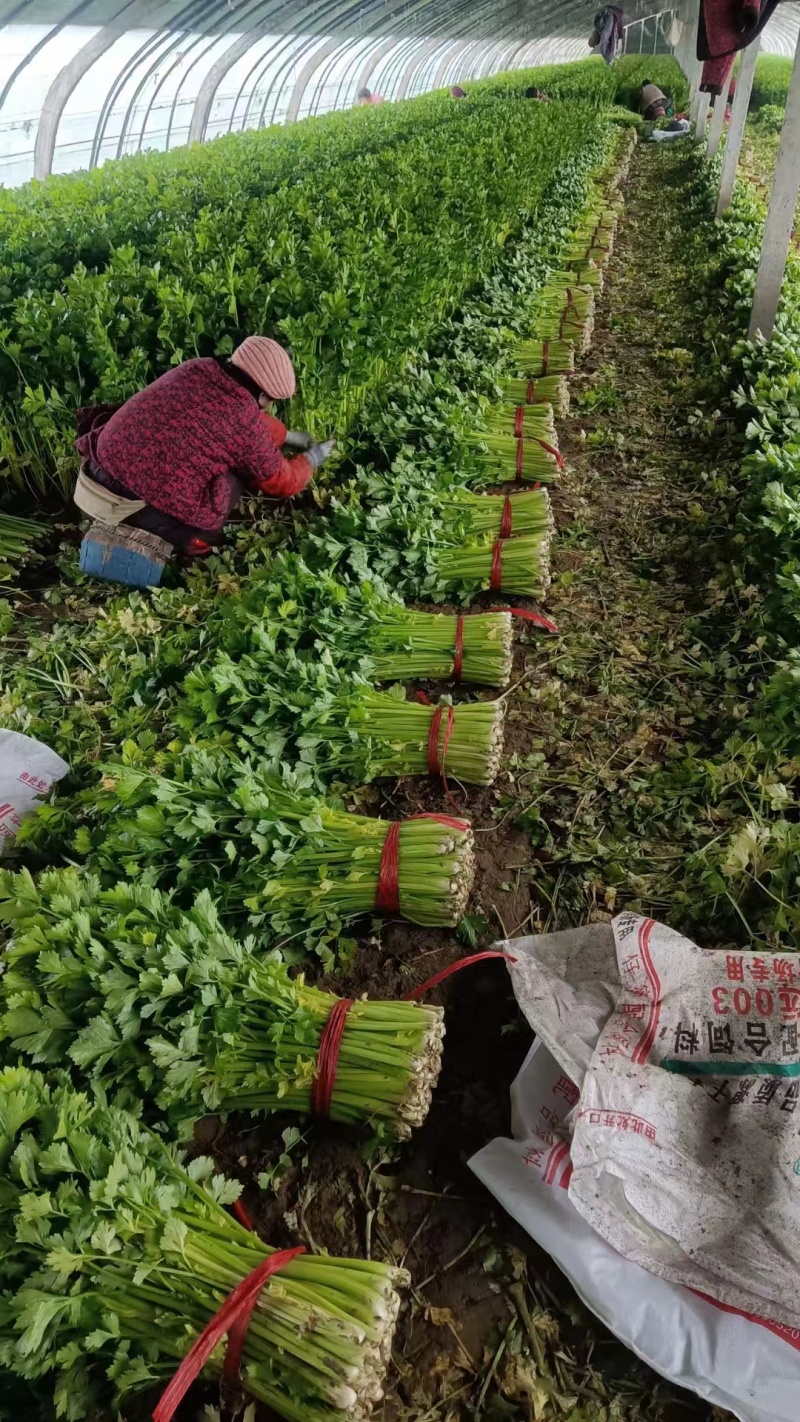 【文图拉芹菜】潍坊诸城芹菜自家大棚一手价按需求分拣打包