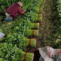 【西芹】潍坊诸城西芹货量大无空心糠心翠绿鲜嫩承接批发社区