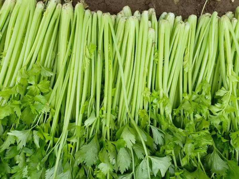 潍坊安丘芹菜可以视频看货实地看货订货随来随装有工人设备运