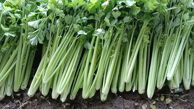 潍坊安丘芹菜可以视频看货实地看货订货随来随装有工人设备运