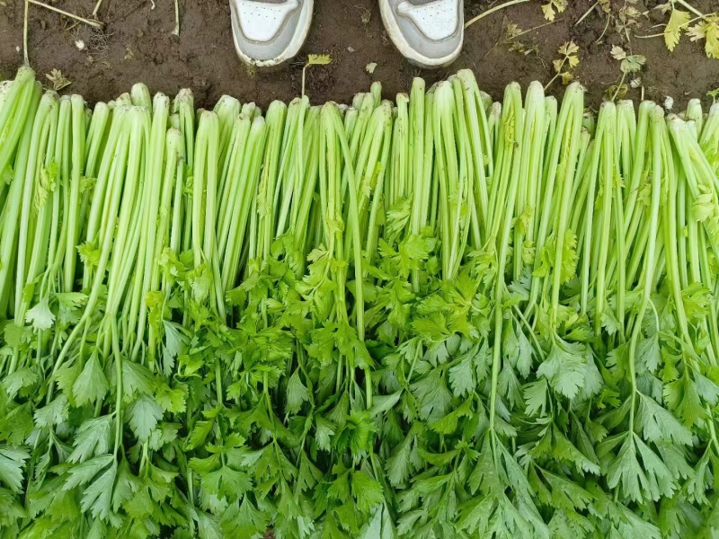 潍坊安丘芹菜可以视频看货实地看货订货随来随装有工人设备运