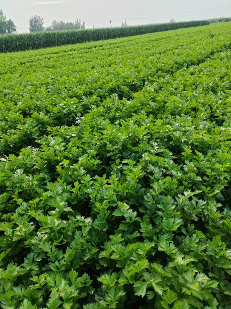 潍坊安丘芹菜可以视频看货实地看货订货随来随装有工人设备运